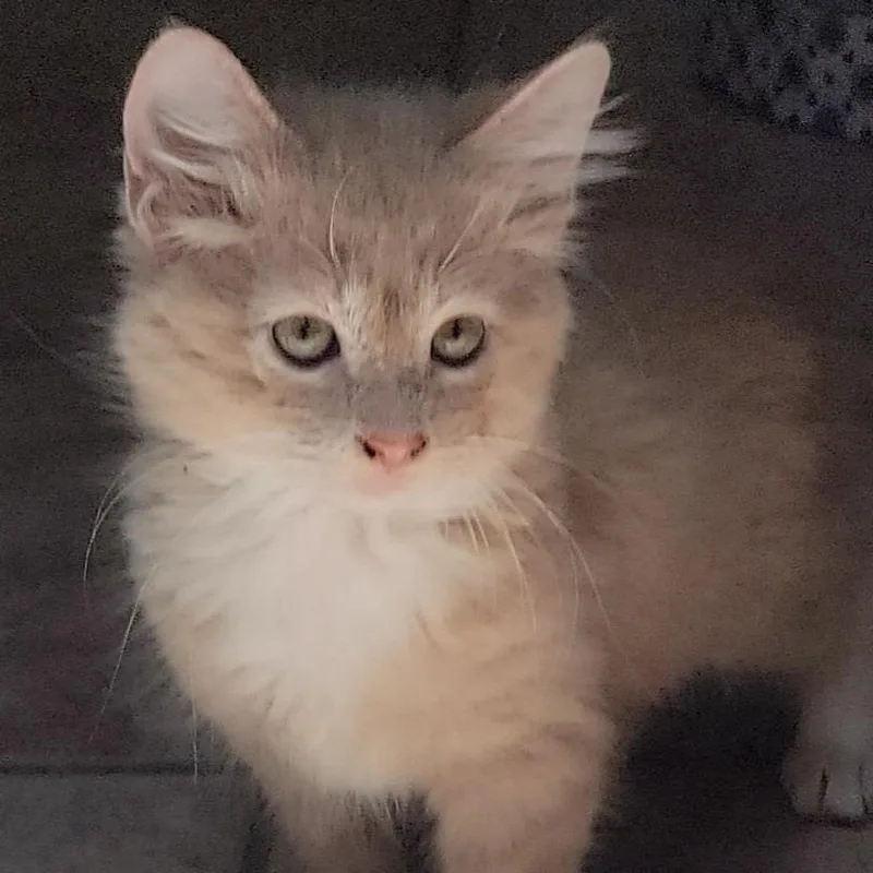 A baby small-sized male Orange / Red Domestic Short Hair cat named Scotty for adoption in Titusville, FL