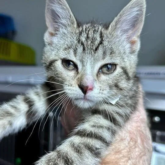 A baby small-sized female Brown / Chocolate Domestic Short Hair cat named Laalaa for adoption in Matteson, IL
