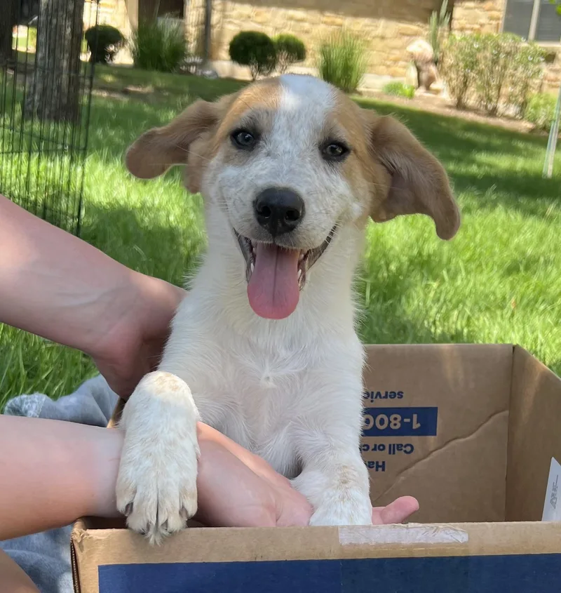 Puppy Pixie thumbnail 2