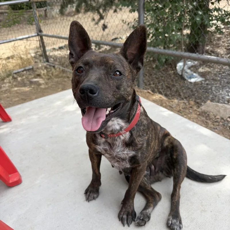 A young medium-sized female Brindle Mixed Breed dog named Polly Pockets for adoption in Prescott, AZ