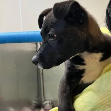 A baby small-sized female Black Shepherd dog named Sadie for adoption in Baltimore, MD