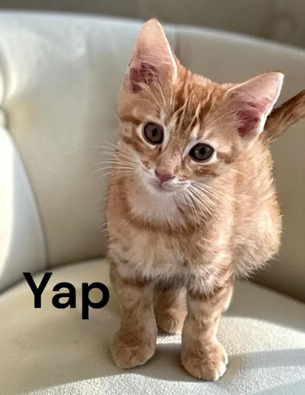A baby medium-sized male Tabby (Orange / Red) Tabby cat named Yap for adoption in Weems, VA