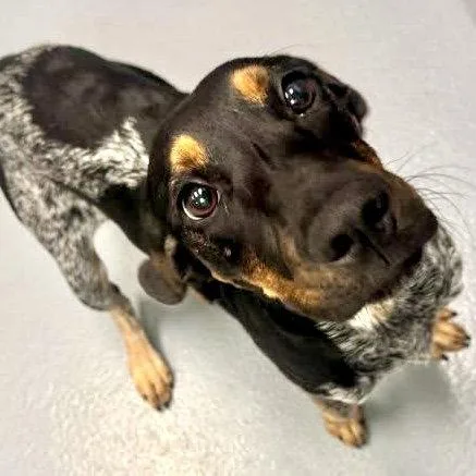 Daisy Mae