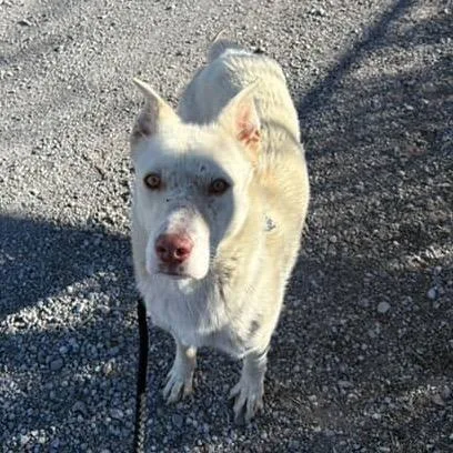 Peppermint thumbnail 2