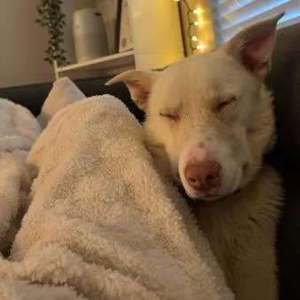 Peppermint thumbnail 3