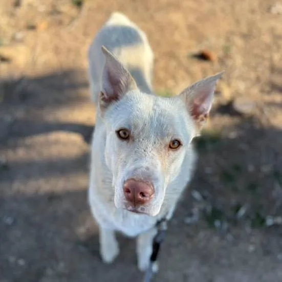 Peppermint thumbnail 4