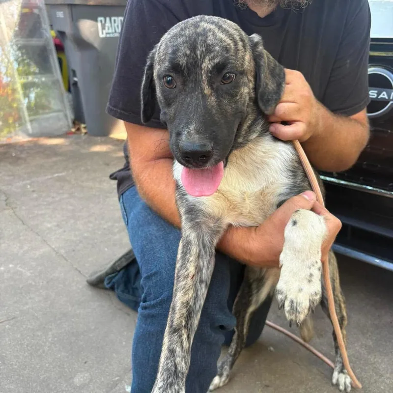 A young medium-sized female Brindle Labrador Retriever dog named Shelby for adoption in Hackett, AR
