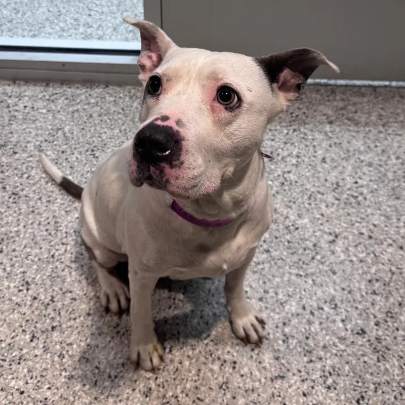 An adult medium-sized female White / Cream Pit Bull Terrier dog named Stella for adoption in Monroe, MI