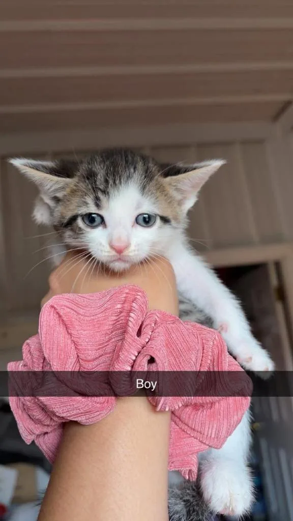 A baby small-sized male Domestic Short Hair cat named Mr. McDreamy for adoption in Greensburg, IN