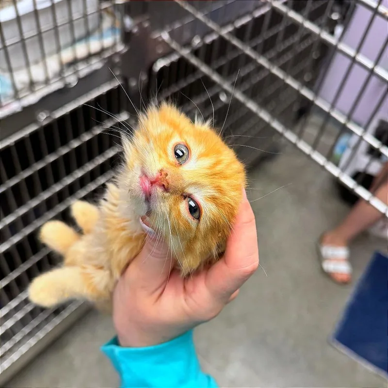 A baby small-sized female Orange / Red Domestic Long Hair cat named Hissy Kissy for adoption in Hannibal, MO