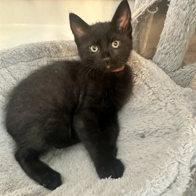A baby small-sized female Domestic Medium Hair cat named Sassy for adoption in Auburn, CA