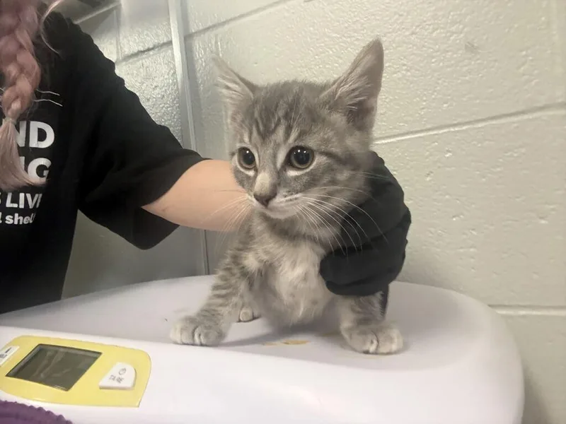A young small-sized male Tabby (Gray / Blue / Silver) Domestic Short Hair cat named Yamaha for adoption in Cincinnati, OH
