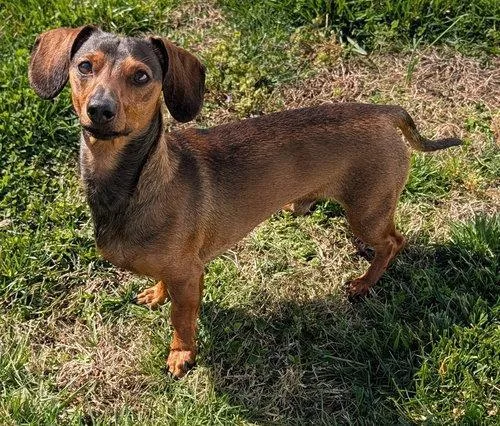 Frankie In Tn thumbnail 2