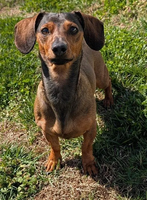 Frankie In Tn thumbnail 3