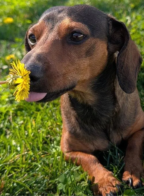 Frankie In Tn thumbnail 4