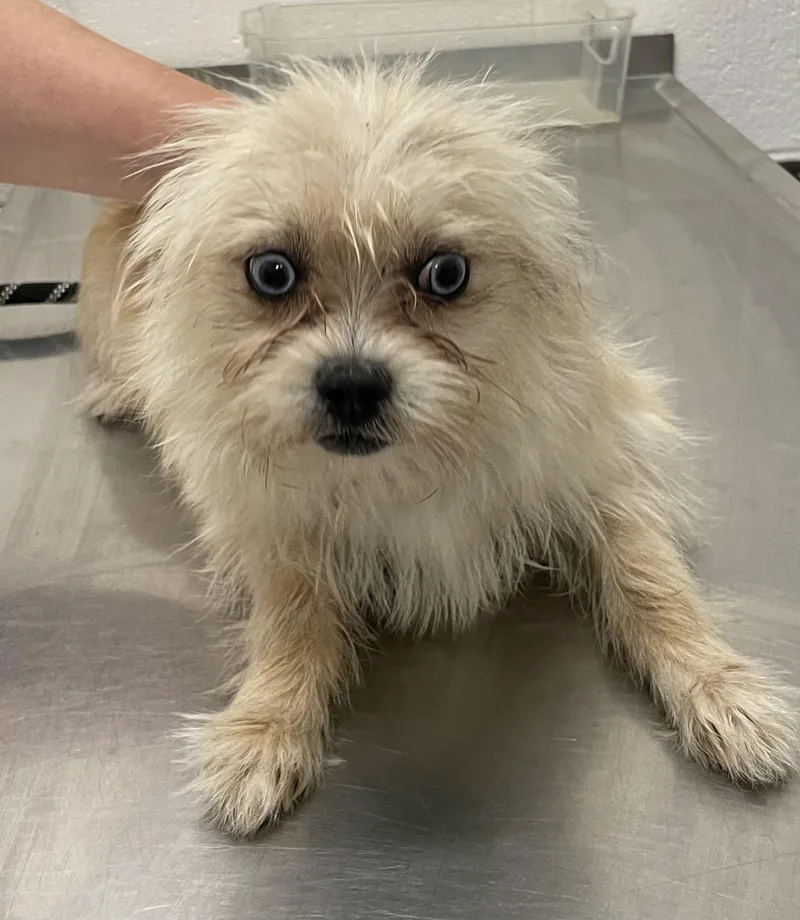 A young small-sized male Tricolor (Brown, Black, & White) Terrier dog named Hobbit Hold for adoption in Canton, OH