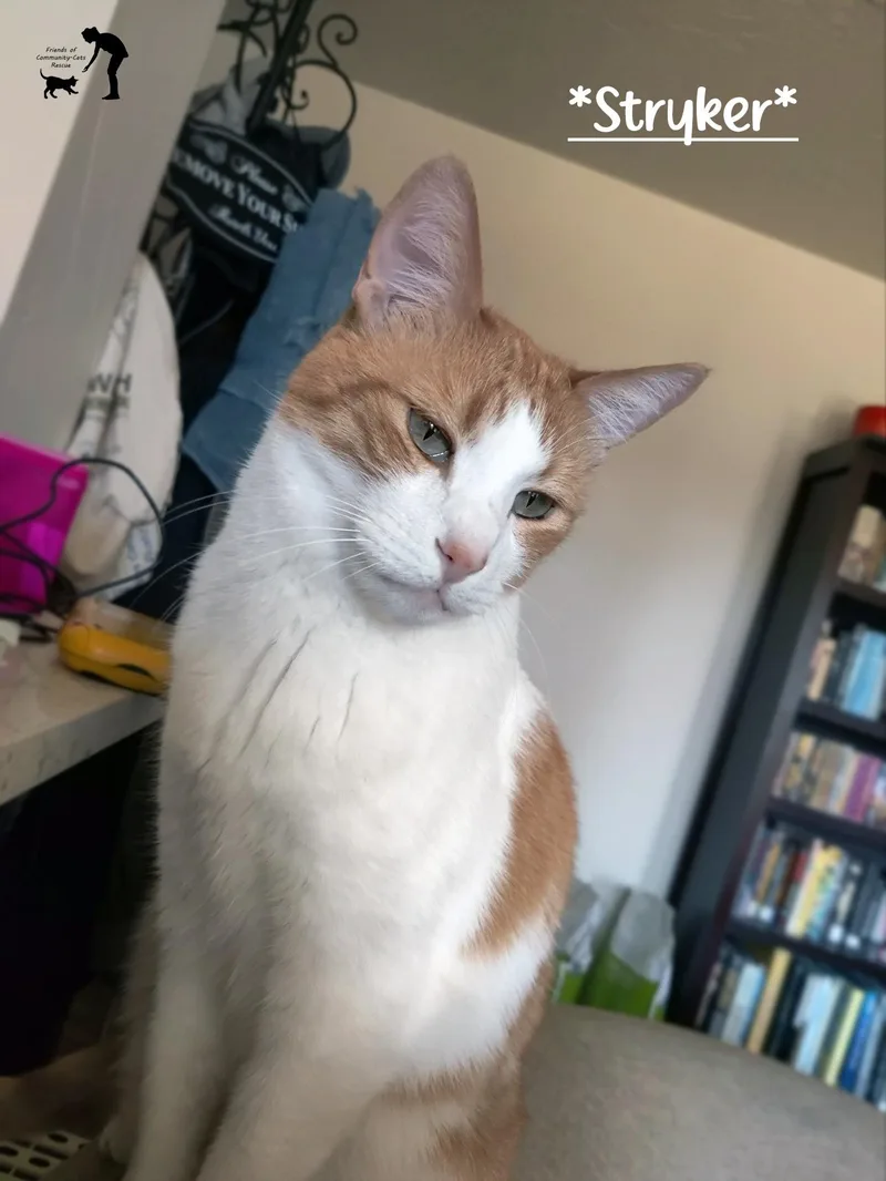 An adult large-sized male Tabby (Orange / Red) Domestic Short Hair cat named Stryker for adoption in Centerville, UT