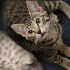 A baby medium-sized male Brown / Chocolate Domestic Short Hair cat named Sebastian for adoption in Los Angeles, CA