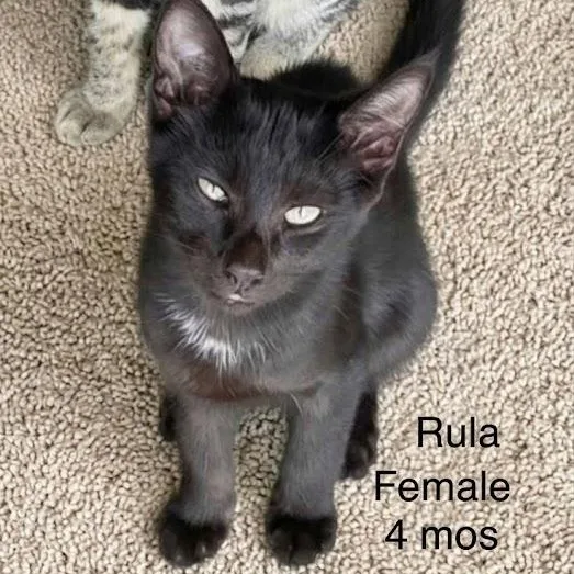 A baby small-sized female Black Domestic Short Hair cat named Rula for adoption in Orange, CA
