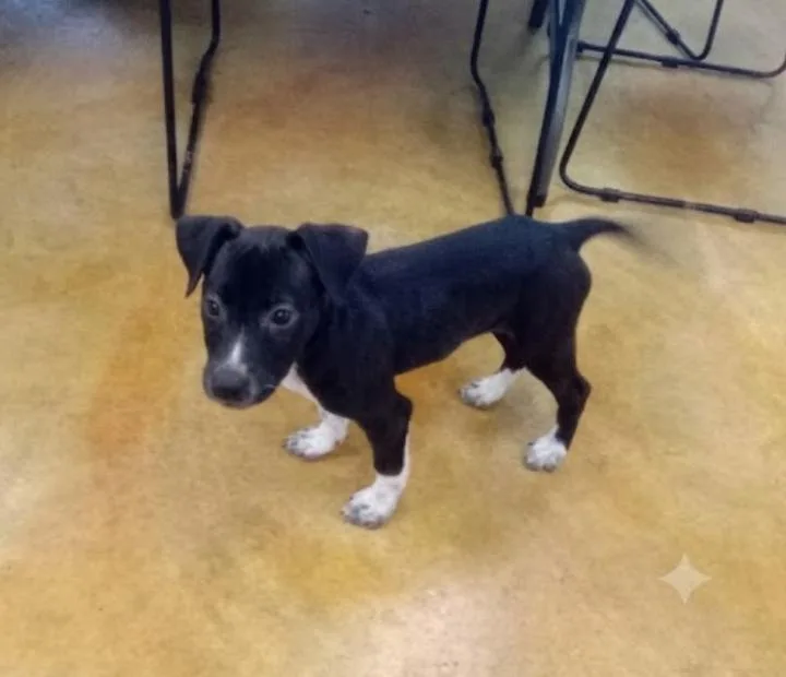 A young large-sized female Pit Bull Terrier dog named Lola for adoption in Austin, MN