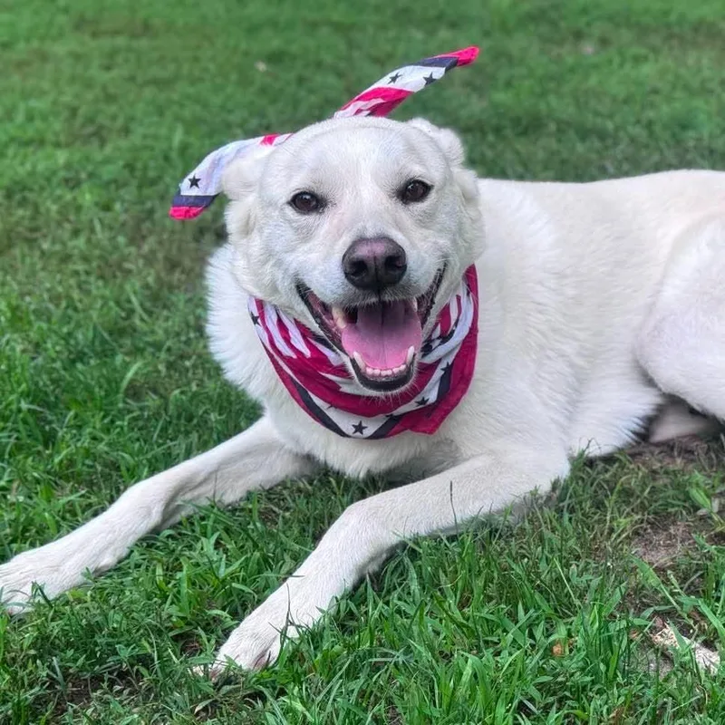 An adult medium-sized female White / Cream Husky dog named Winnie for adoption in Brainerd, MN