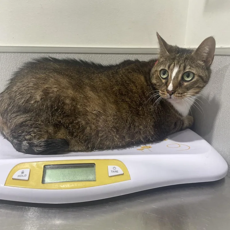 A senior large-sized female Brown / Chocolate Domestic Short Hair cat named Trixie for adoption in Tampa, FL
