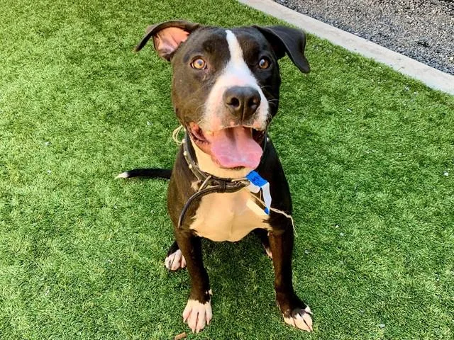 A young medium-sized male Black Pit Bull Terrier dog named Urgent Save Me Please for adoption in San Marcos, CA