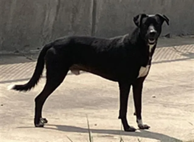 A young large-sized male Mixed Breed dog named Gaylord for adoption in Dallas, TX