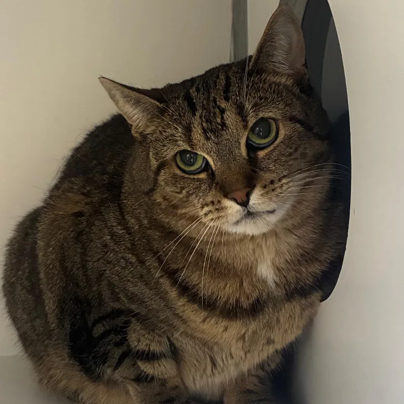 An adult large-sized female Brown / Chocolate Domestic Short Hair cat named Tubitha for adoption in Uniontown, PA