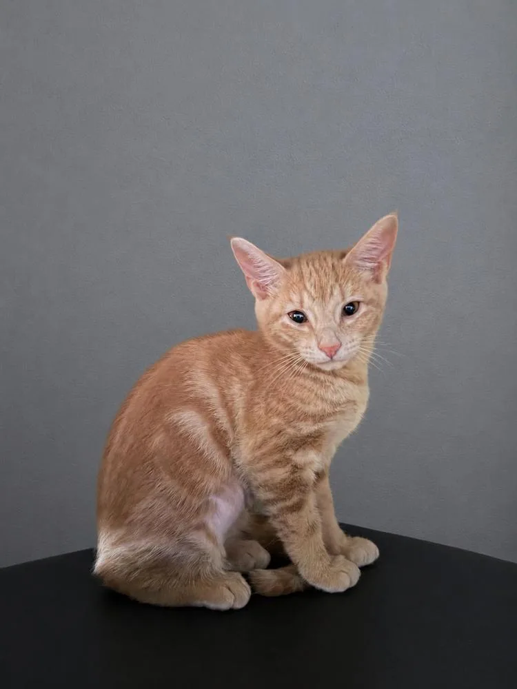 A baby small-sized female Domestic Short Hair cat named Munchie for adoption in Carrollton, VA
