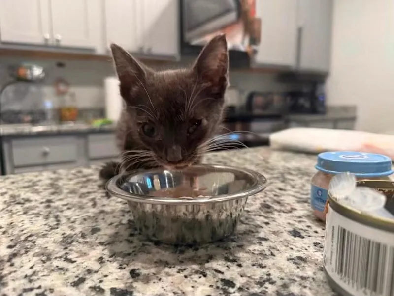 A baby medium-sized male Gray & White Domestic Short Hair cat named Gus Gus for adoption in Conway, SC