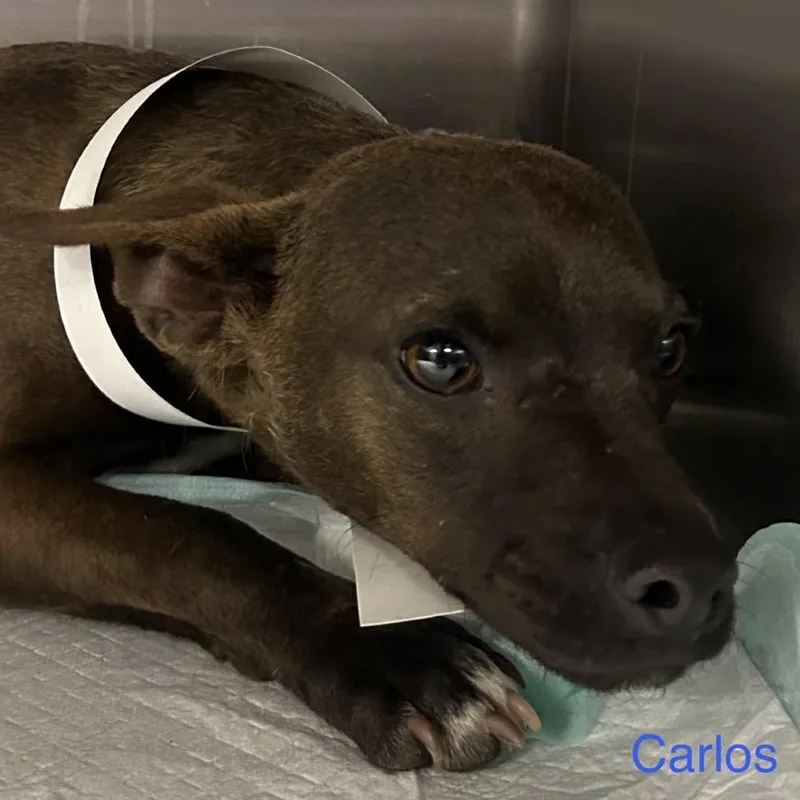 An adult small-sized male Black Chihuahua dog named Murphy for adoption in Floresville, TX