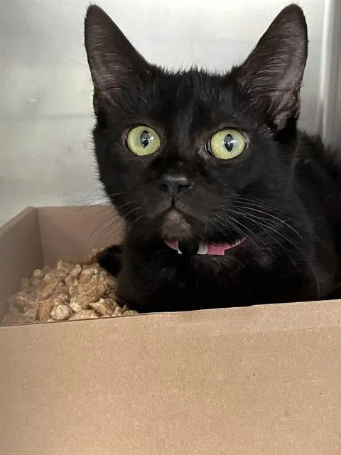 A young small-sized female Domestic Short Hair cat named Amy for adoption in Long Beach, CA