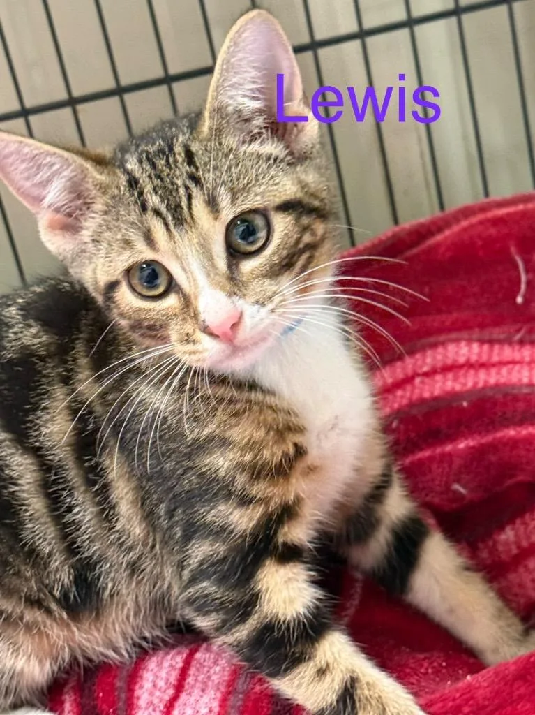 A baby small-sized male Domestic Short Hair cat named Lewis for adoption in Saint Francisville, LA
