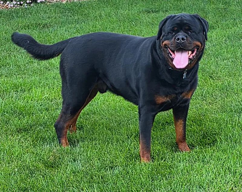 Otis