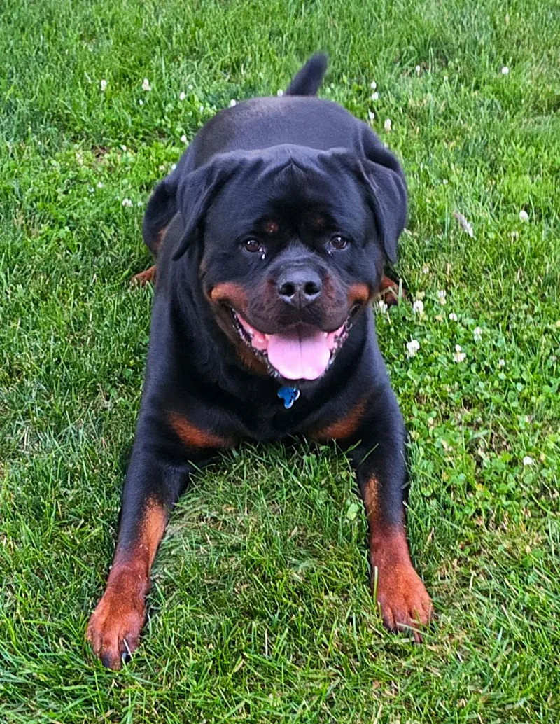 Otis thumbnail 3