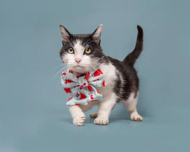 A young small-sized female Domestic Short Hair cat named Vega for adoption in Saint Louis, MO
