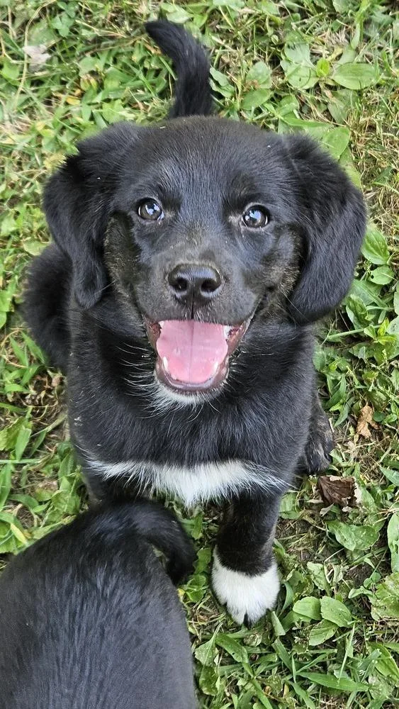 A baby medium-sized female Tricolor (Brown, Black, & White) Beagle dog named Patron for adoption in Peoria, IL
