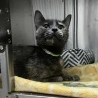 A young medium-sized female Dilute Tortoiseshell Domestic Short Hair cat named Calliope for adoption in Portland, OR