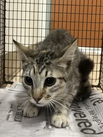 An adult large-sized female Domestic Short Hair cat named A for adoption in San Pedro, CA