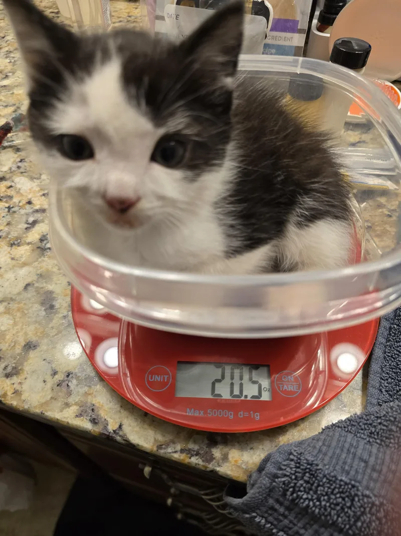 A baby small-sized male Domestic Short Hair cat named Freckles for adoption in Davidson, NC