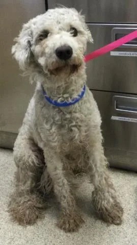 A young medium-sized male Poodle dog named Reggie for adoption in Riverside, CA