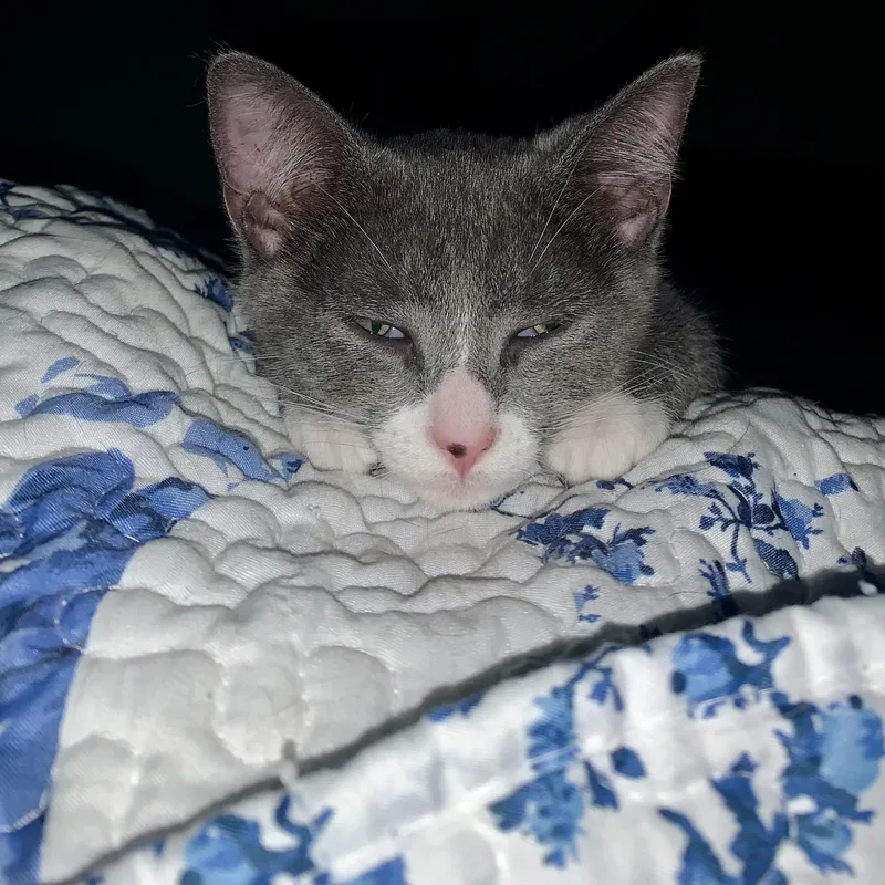 A baby small-sized male Gray & White Domestic Short Hair cat named Rizzo for adoption in Richmond, VA