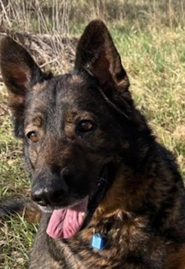 An adult large-sized female Norwegian Elkhound dog named Penelope for adoption in Golden, CO