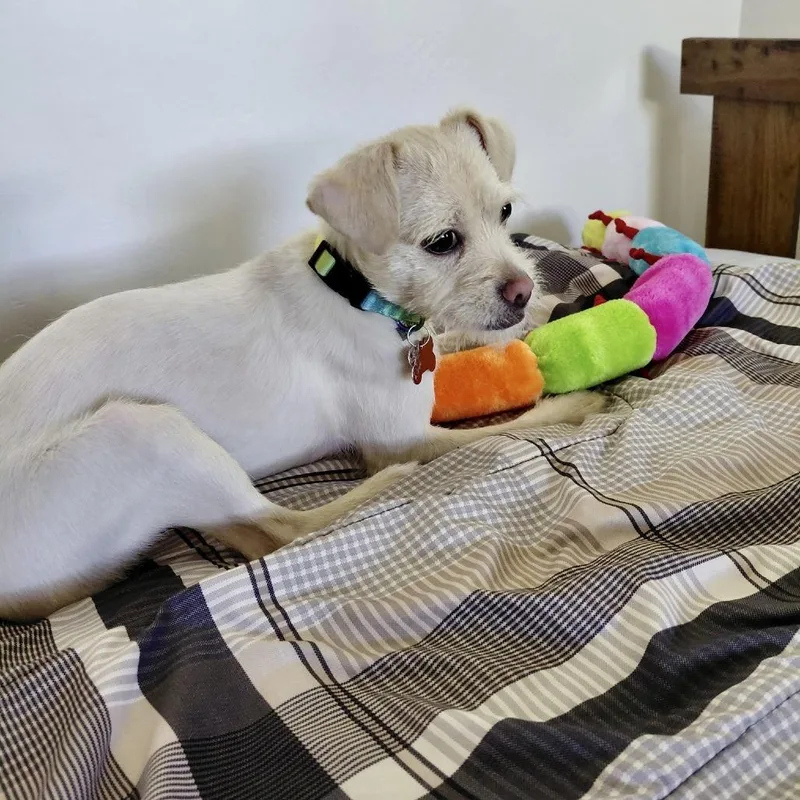 A young small-sized female Yellow / Tan / Blond / Fawn Terrier dog named Maizy for adoption in Oceanside, CA