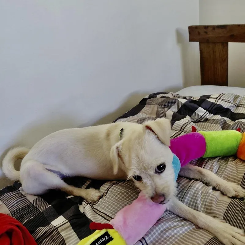 Maizy thumbnail 5