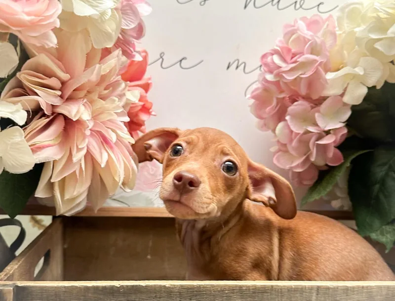 A baby medium-sized male Apricot / Beige Chihuahua dog named Hummer for adoption in Newberg, OR