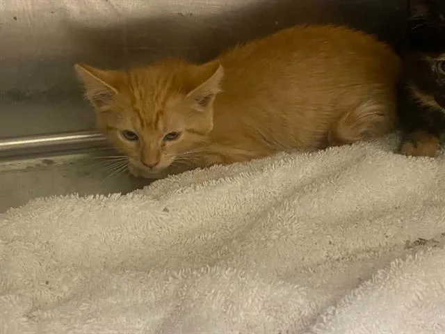 A baby small-sized female Domestic Medium Hair cat named Petunia for adoption in Tustin, CA
