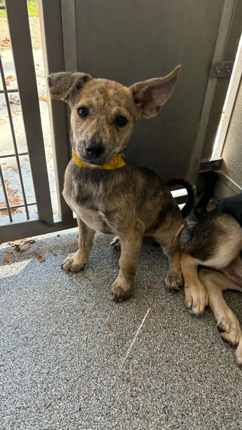 A baby medium-sized male Shepherd dog named Tundra for adoption in Ayden, NC