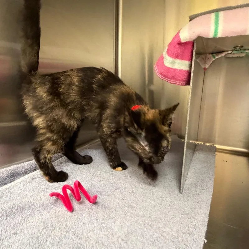 A baby small-sized female Tortoiseshell Domestic Short Hair cat named Bella for adoption in Hamburg, NY